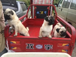 幼犬巴哥犬价格(怎么挑选巴哥犬幼犬)-警犬训练器材厂家 _警犬训练用品_工作犬训练用品-南京开久警犬装备