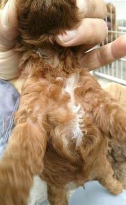 狗狗的毛变白是怎么回事萌宠?狗狗鼻子下面的毛变白是怎么回事-警犬训练器材厂家 _警犬训练用品_工作犬训练用品-南京开久警犬装备