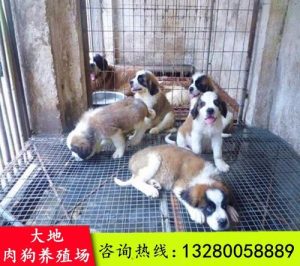 济南市的狗市场在什么地方(济南市家具市场有哪些地方)-警犬训练器材厂家 _警犬训练用品_工作犬训练用品-南京开久警犬装备