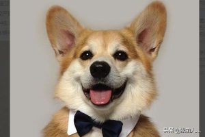 狗狗螨虫用什么药(狗狗长螨虫用什么药)-警犬训练器材厂家 _警犬训练用品_工作犬训练用品-南京开久警犬装备