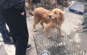 金毛犬多少钱(金毛金毛犬价格)-警犬训练器材厂家 _警犬训练用品_工作犬训练用品-南京开久警犬装备