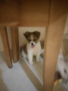 蝴蝶犬串串智商高吗(柯基蝴蝶犬串串)-警犬训练器材厂家 _警犬训练用品_工作犬训练用品-南京开久警犬装备