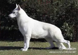 白色瑞士牧羊犬价格(瑞士牧羊犬和白色德牧)-警犬训练器材厂家 _警犬训练用品_工作犬训练用品-南京开久警犬装备
