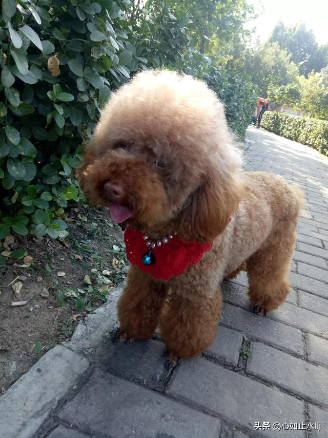 泰迪犬体味臭怎么办？泰迪犬体味大吗 - 警犬训练器材厂家 _警犬训练用品_工作犬训练用品-南京开久警犬装备-警犬训练器材厂家 _警犬训练用品_工作犬训练用品-南京开久警犬装备