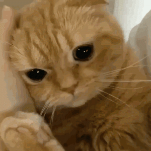 狗狗咳嗽后期症状萌宠，狗狗过敏性咳嗽症状-警犬训练器材厂家 _警犬训练用品_工作犬训练用品-南京开久警犬装备