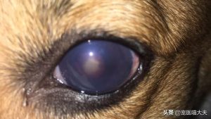 狗的眼睛怎么是红的萌宠-警犬训练器材厂家 _警犬训练用品_工作犬训练用品-南京开久警犬装备