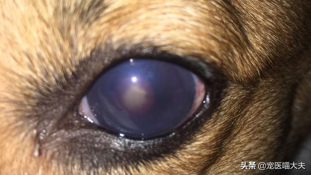 狗的眼睛怎么是红的萌宠 - 警犬训练器材厂家 _警犬训练用品_工作犬训练用品-南京开久警犬装备-警犬训练器材厂家 _警犬训练用品_工作犬训练用品-南京开久警犬装备