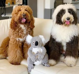 巨贵犬优点和缺点(巨贵犬)-警犬训练器材厂家 _警犬训练用品_工作犬训练用品-南京开久警犬装备