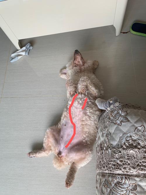 狗子宫蓄脓狗狗痛苦吗(狗狗子宫蓄脓狗有什么表现) - 警犬训练器材厂家 _警犬训练用品_工作犬训练用品-南京开久警犬装备-警犬训练器材厂家 _警犬训练用品_工作犬训练用品-南京开久警犬装备