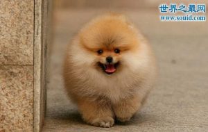 博美犬的寿命是多少年_长不大的博美犬寿命最多是多少年-警犬训练器材厂家 _警犬训练用品_工作犬训练用品-南京开久警犬装备