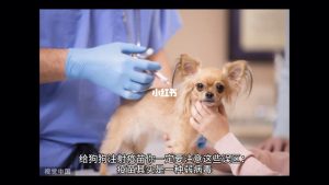 收养狗狗注意事项有哪些(新手养狗狗的注意事项有哪些)-警犬训练器材厂家 _警犬训练用品_工作犬训练用品-南京开久警犬装备