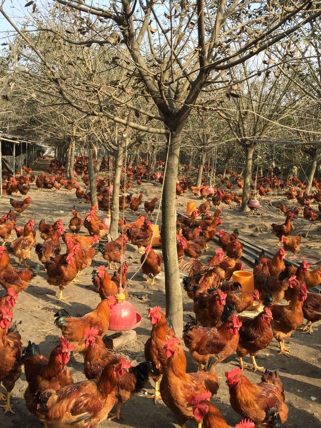 狗的小鸡长什么样？七天的小鸡长什么样 - 警犬训练器材厂家 _警犬训练用品_工作犬训练用品-南京开久警犬装备-警犬训练器材厂家 _警犬训练用品_工作犬训练用品-南京开久警犬装备