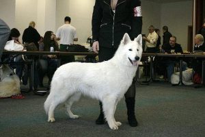 白色瑞士牧羊犬，白色瑞士牧羊犬智商排第几-警犬训练器材厂家 _警犬训练用品_工作犬训练用品-南京开久警犬装备