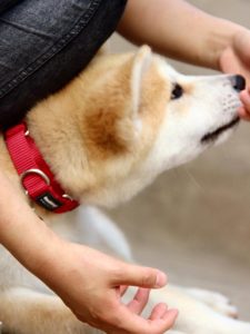 忠犬八公里面的那只秋田犬萌宠-警犬训练器材厂家 _警犬训练用品_工作犬训练用品-南京开久警犬装备