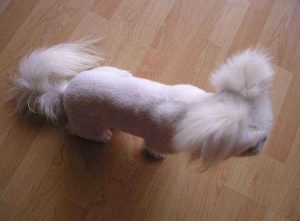 狗狗生皮肤病(狗狗身上有皮肤病)-警犬训练器材厂家 _警犬训练用品_工作犬训练用品-南京开久警犬装备