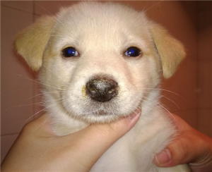 犬瘟热_犬瘟热能治好的几率多少-警犬训练器材厂家 _警犬训练用品_工作犬训练用品-南京开久警犬装备