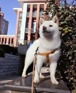 爱犬白色的柴犬百度网盘-警犬训练器材厂家 _警犬训练用品_工作犬训练用品-南京开久警犬装备
