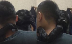 老公用好几条黑狗配我?老公用好几条黑狗配我 ***-警犬训练器材厂家 _警犬训练用品_工作犬训练用品-南京开久警犬装备