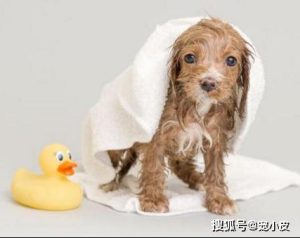 第一次怎么给小狗洗澡(小狗第一次洗澡后精神不好)-警犬训练器材厂家 _警犬训练用品_工作犬训练用品-南京开久警犬装备