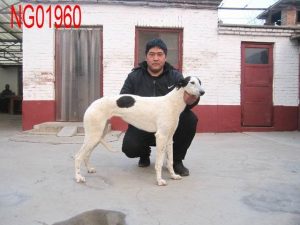 南宫格力犬基地(南宫犬舍格力犬查询)-警犬训练器材厂家 _警犬训练用品_工作犬训练用品-南京开久警犬装备