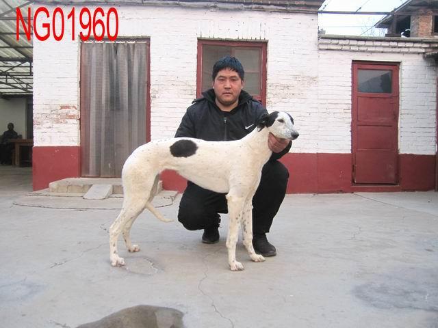 南宫格力犬基地(南宫犬舍格力犬查询) - 警犬训练器材厂家 _警犬训练用品_工作犬训练用品-南京开久警犬装备-警犬训练器材厂家 _警犬训练用品_工作犬训练用品-南京开久警犬装备