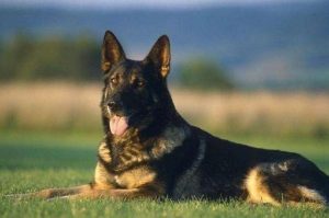 长得像狐狸的狗狗叫什么(长得像狐狸的狗狗叫什么名字)-警犬训练器材厂家 _警犬训练用品_工作犬训练用品-南京开久警犬装备