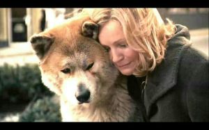 忠犬八公国语配音版(忠犬八公国语配音版 *** )-警犬训练器材厂家 _警犬训练用品_工作犬训练用品-南京开久警犬装备