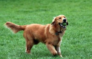 金毛犬的简介(金毛犬的简介资料)-警犬训练器材厂家 _警犬训练用品_工作犬训练用品-南京开久警犬装备