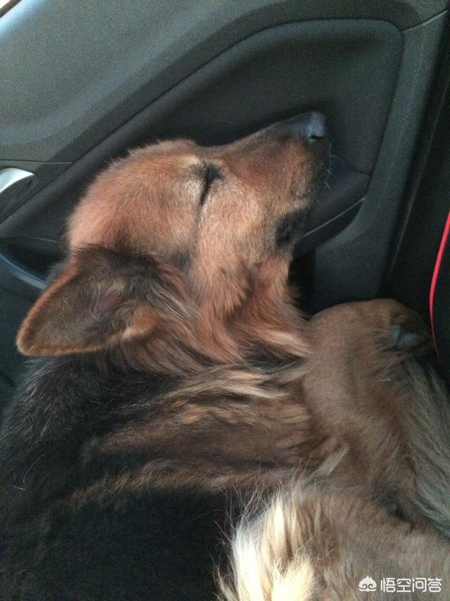 牧羊犬 *** (苏格兰牧羊犬 *** 大全) - 警犬训练器材厂家 _警犬训练用品_工作犬训练用品-南京开久警犬装备-警犬训练器材厂家 _警犬训练用品_工作犬训练用品-南京开久警犬装备