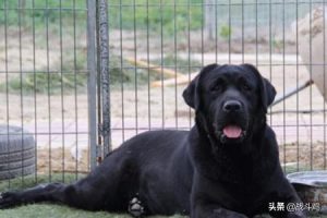纯种的拉布拉多犬价位(黑色拉布拉多犬的价格)-警犬训练器材厂家 _警犬训练用品_工作犬训练用品-南京开久警犬装备