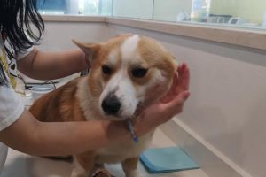 狗狗干呕吐出白沫狗狗吐出白沫的解决措施-警犬训练器材厂家 _警犬训练用品_工作犬训练用品-南京开久警犬装备