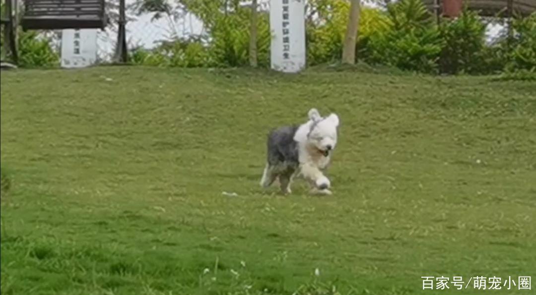 仙湖植物园能否带狗(仙湖植物园狗能进去吗) - 警犬训练器材厂家 _警犬训练用品_工作犬训练用品-南京开久警犬装备-警犬训练器材厂家 _警犬训练用品_工作犬训练用品-南京开久警犬装备