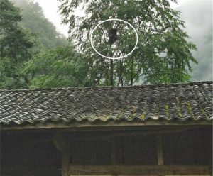 黑熊犬4个月长多大(黑熊犬能长多大多重)-警犬训练器材厂家 _警犬训练用品_工作犬训练用品-南京开久警犬装备