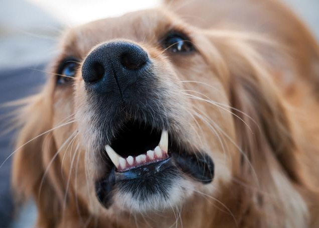 小狗叫声像小孩(小狗被打的叫声凄惨) - 警犬训练器材厂家 _警犬训练用品_工作犬训练用品-南京开久警犬装备-警犬训练器材厂家 _警犬训练用品_工作犬训练用品-南京开久警犬装备