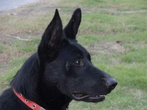 弗兰德牧牛犬性格，弗兰德牧牛犬 ***-警犬训练器材厂家 _警犬训练用品_工作犬训练用品-南京开久警犬装备