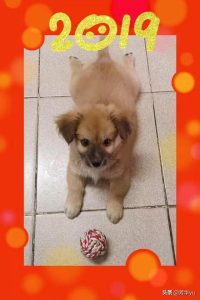 我想养条狗取名叫做猫再有一个你萌宠-警犬训练器材厂家 _警犬训练用品_工作犬训练用品-南京开久警犬装备