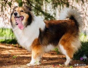 聪明的宠物狗(宠物狗小狗)-警犬训练器材厂家 _警犬训练用品_工作犬训练用品-南京开久警犬装备