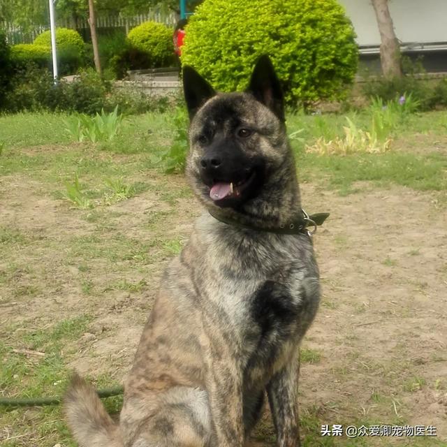 小型杜宾犬的优点和缺点，杜宾犬 *** 优点缺点 - 警犬训练器材厂家 _警犬训练用品_工作犬训练用品-南京开久警犬装备-警犬训练器材厂家 _警犬训练用品_工作犬训练用品-南京开久警犬装备