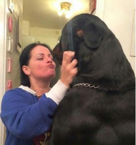 罗威纳犬介绍(罗威纳犬价格)-警犬训练器材厂家 _警犬训练用品_工作犬训练用品-南京开久警犬装备