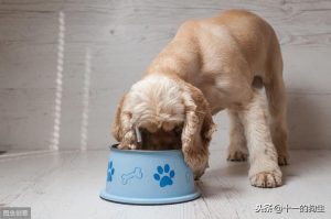 狗狗不吃东西怎么办都好几天了(狗狗突然不吃东西没精神怎么办)-警犬训练器材厂家 _警犬训练用品_工作犬训练用品-南京开久警犬装备