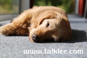 狗狗被撞后呼吸急促_狗狗被撞后呼吸急促会不会死-警犬训练器材厂家 _警犬训练用品_工作犬训练用品-南京开久警犬装备