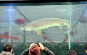 长春最大狗市交易市场(河南省最大的狗市交易市场)-警犬训练器材厂家 _警犬训练用品_工作犬训练用品-南京开久警犬装备