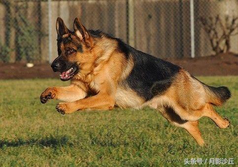 德国牧羊犬训练(德国牧羊犬训练 *** *** ) - 警犬训练器材厂家 _警犬训练用品_工作犬训练用品-南京开久警犬装备-警犬训练器材厂家 _警犬训练用品_工作犬训练用品-南京开久警犬装备