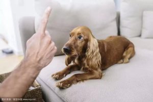 如何 *** 狗狗排尿( *** 狗狗排尿的音乐)-警犬训练器材厂家 _警犬训练用品_工作犬训练用品-南京开久警犬装备