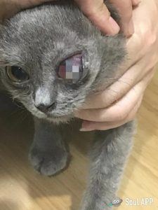 你知道领养狗狗都需要什么条件吗?成犬饲养-警犬训练器材厂家 _警犬训练用品_工作犬训练用品-南京开久警犬装备