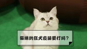猫咪一生打几次狂犬疫苗(猫咪一生要打几针)-警犬训练器材厂家 _警犬训练用品_工作犬训练用品-南京开久警犬装备