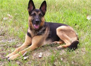 德国牧羊犬的四大品种(德国牧羊犬的品种特点)-警犬训练器材厂家 _警犬训练用品_工作犬训练用品-南京开久警犬装备