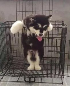 狗的好大合不了腿-警犬训练器材厂家 _警犬训练用品_工作犬训练用品-南京开久警犬装备