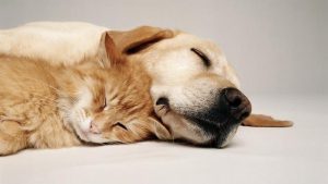 两个月的小狗拉稀了怎么办(两个月的狗狗拉肚子怎么办)-警犬训练器材厂家 _警犬训练用品_工作犬训练用品-南京开久警犬装备