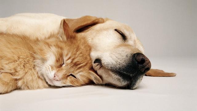 两个月的小狗拉稀了怎么办(两个月的狗狗拉肚子怎么办) - 警犬训练器材厂家 _警犬训练用品_工作犬训练用品-南京开久警犬装备-警犬训练器材厂家 _警犬训练用品_工作犬训练用品-南京开久警犬装备